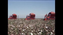 WS PAN Cotton harvesting in cotton field / United States Stock Footage