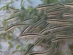 Catfish, Monad Shoa, Malapascua, Philippines Stock Footage