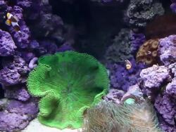 Lisbon, Park of the Nations (Parque das Nacoes), the oceanarium  Stock Footage