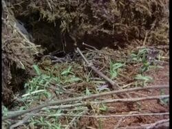 CU dung beetle rolling dung ball, Kenya Stock Footage