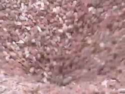 CU Gravel being loaded / Taben-Rodt, Rhineland-Palatinate, Germany Stock Footage