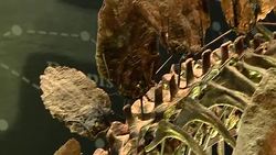 Sophie The Stegosaurus On Show At London's Natural History Museum News Clip