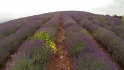 Lavender Farm Stock Footage