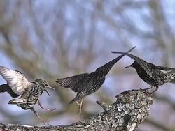 MS SLO MO Common starling (sturnus vulgaris) adults fighting in Flight / Vieux Pont, Normandy, France Stock Footage