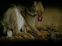 Rabbit (Oryctolagus cuniculus) eating afterbirth, Andalucia, Spain Stock Footage