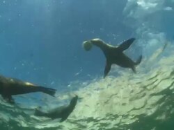 Seal lions playing with Ballonfish, Mexico  Stock Footage