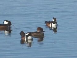 Group of Merganser Ducks Swimming In Blue Water Stock Footage