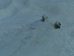 MS TS Flounder moving on sand / Playa del Carmen, Isla Mujeres, Mexico Stock Footage