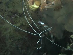 Shrimp 2 - HD 1080/30F Stock Footage