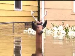 The Souris River's full weight is being felt in Minot, where an estimated 2,500 homes are filling with water as the river has soared nearly 4 feet in a single day. News Clip