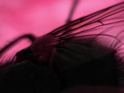 Diptera Stock Footage