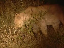 MS TS Shot of Lioness dragging kill, torchlight shone on it, Entabeni Game Reserve / Limpopo, South Africa Stock Footage