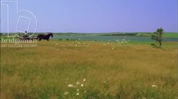 Woman and horse-drawn buggy in the countryside, 1908 - reenactment Stock Footage