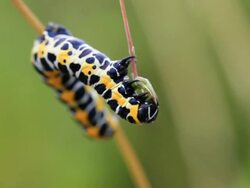 Caterpillar HD Stock Footage