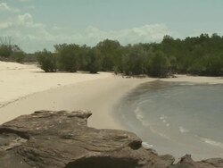 Sandy beach with magrove in background, Australia Stock Footage