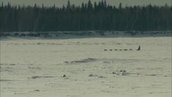 Sled dogs race across the snowy tundra. Stock Footage