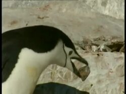 CU Chinstrap Penguins, Pygoscelis antarcticus, carrying rock in beak, edited sequence, Antarctica Stock Footage