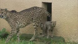 Cheetahs exit an opening in a wall at Safari de Peaugres in France. Stock Footage