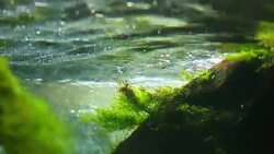 Green seaweeds underwater background Stock Footage