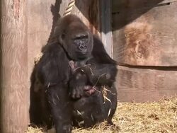 Baby Gorilla Born at Bristol Zoo News Clip