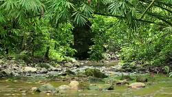 fresh water waterfall in forest Stock Footage