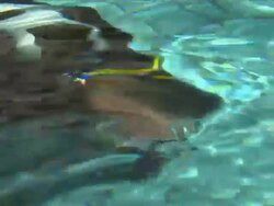 Prince William Diving In Swimming Pool News Clip