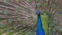 Peacock displaying colorful feathered tail Stock Footage