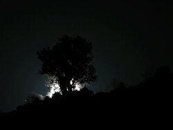 Fullmoon passing behind skyline trees and plants Stock Footage