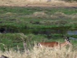 MS SLO MO TS Impala (aepyceros melampus) Male running along Khwai River at Okavango Delta / Moremi Reserve, Africa, Botswana Stock Footage