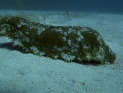 Sea Cucumber Stock Footage