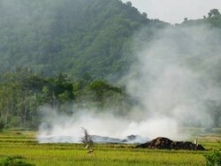 Slash and burn rice field in Asia Stock Footage
