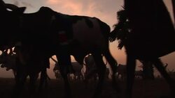 A cattle camp in South Sudan Stock Footage