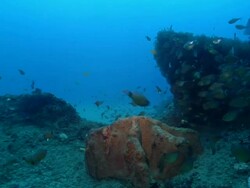 MS Shot of moving along rocks covering with various coral and sponge / Matola, Maputo, Mozambique Stock Footage