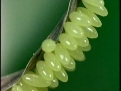 CU Ladybird Beetle, Coccinella septempunctata, laying eggs on leaf, United Kingdom Stock Footage