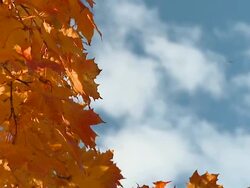 SLO MO Autumn colors Stock Footage