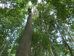 Man climbing very tall tree in jungle, Danum Valley, Sabah, Malaysia, Borneo Stock Footage