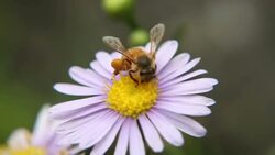 bee work Stock Footage