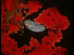 CU microscopic view of Paramecium Stock Footage