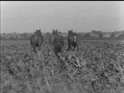 AGRICULTURE AUTUMN News Clip