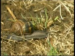 Snail moving on ground, MS side view, Israel Stock Footage