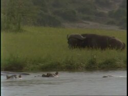 POV shot past buffalo lying on grassy river bank, Hippopotamus in river, Uganda, Africa Stock Footage