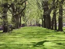 MS TU Shot of Lawn and row of fresh green trees at Central Park / New York, United States  Stock Footage