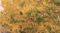 Golden Shower Flower Stock Footage