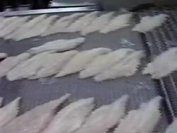 Catfish Filets Stock Footage