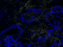 COSMIC LAVA - blue. expanding flow to the right (loop) Stock Footage