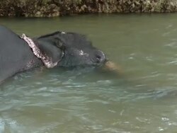 MS ZO Elephant bathing in river pond / Negombo, West Sri Lanka, Sri Lanka Stock Footage