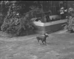 CHINESE CRESTED DOGS News Clip