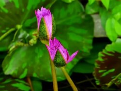 Twin Pink waterlily Stock Footage