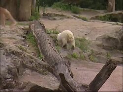 Polar bear cub is top moneymaker for Berlin Zoo News Clip