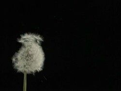 Dandelion clock seeds dispersing against black Stock Footage